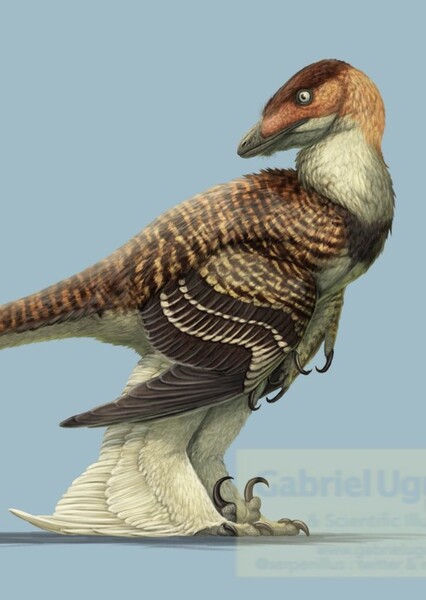 Sinornithosaurus photo