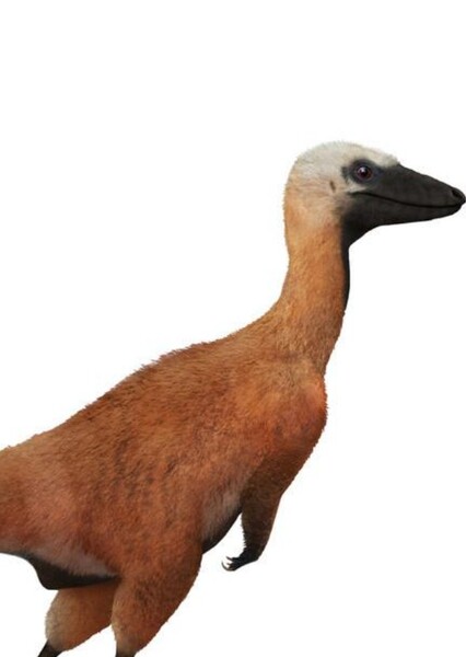 Sinosauropteryx photo