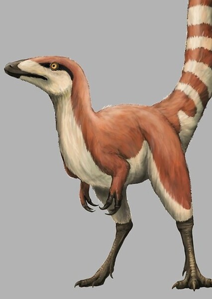 Sinosauropteryx photo