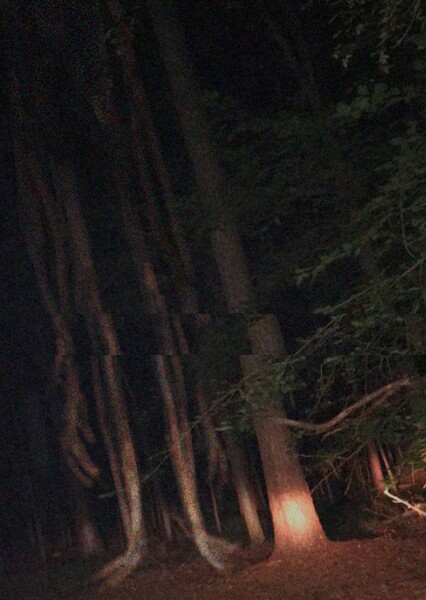 Sirenhead photo