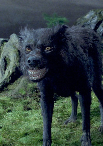 Sirius Black photo