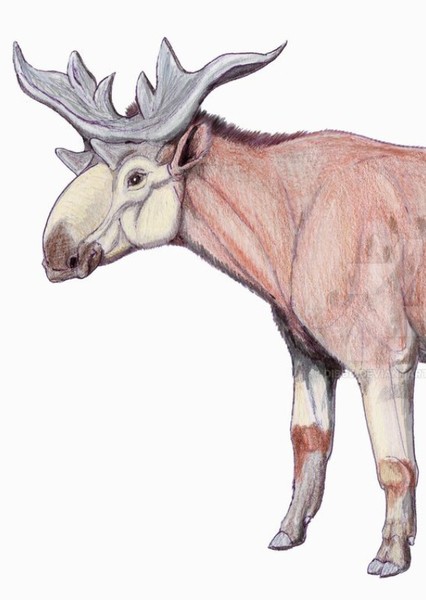Sivatherium photo