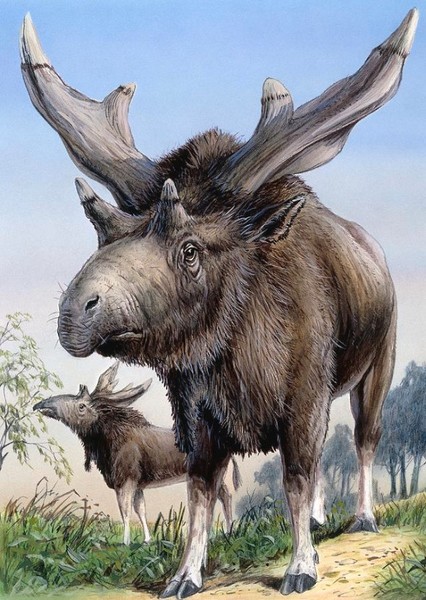 Sivatherium photo