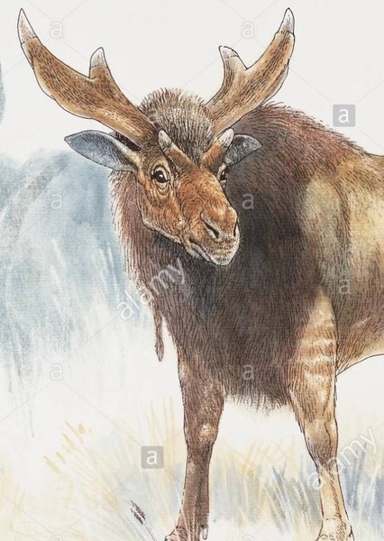 Sivatherium photo