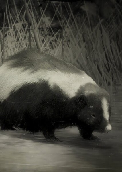 Skunk photo