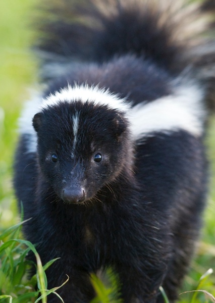 Skunk photo