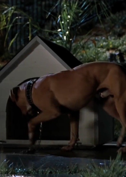 SKYWALKER, DOG - SMALL WHIMPER