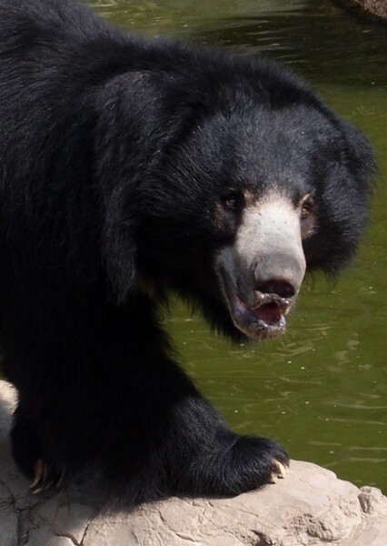 Sloth Bear photo