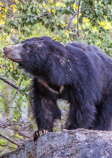 Sloth Bear photo
