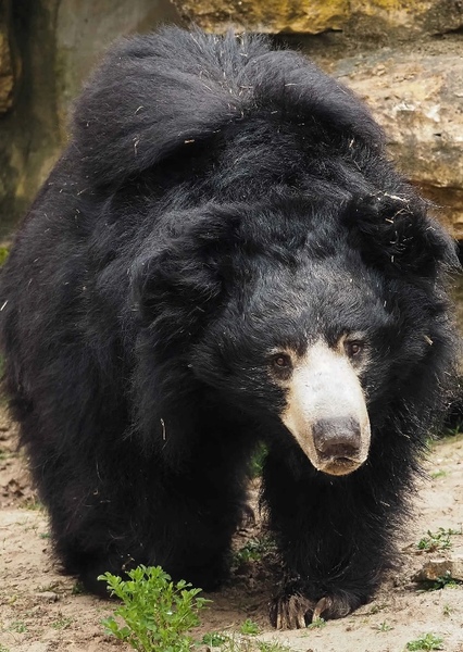 Sloth Bear photo