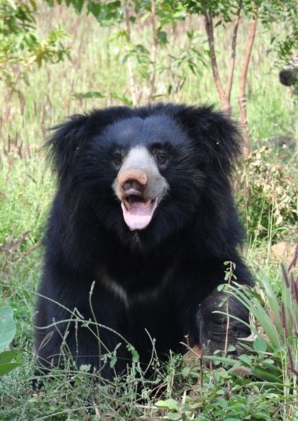 Sloth Bear photo