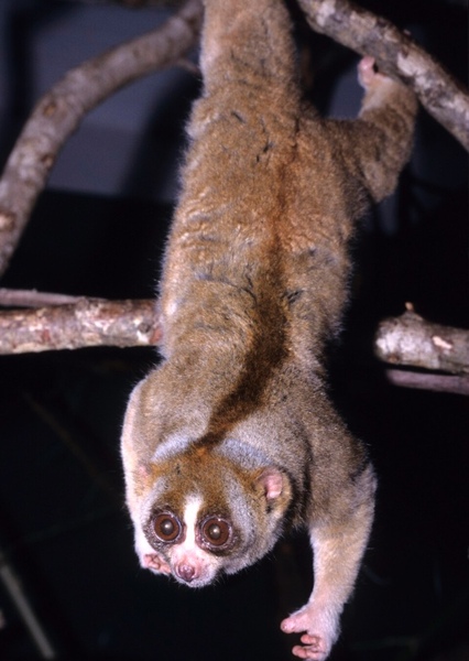 Slow Loris