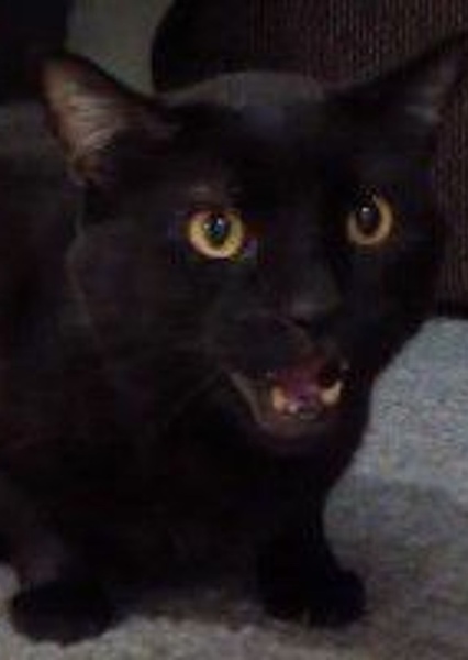 Slyvester Talking Cat