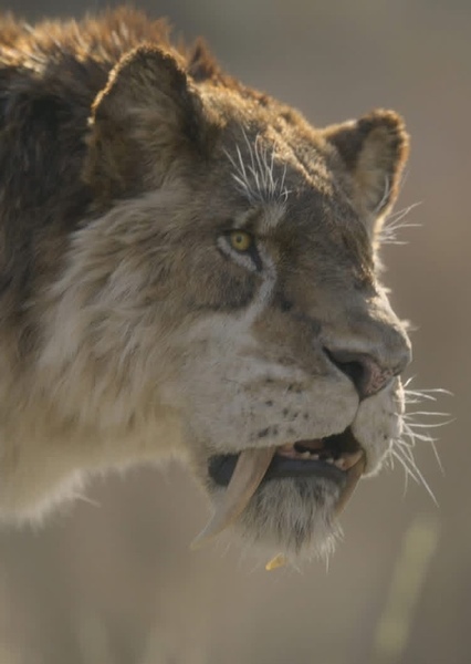 Smilodon photo
