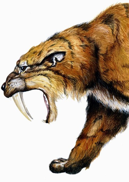 Smilodon photo