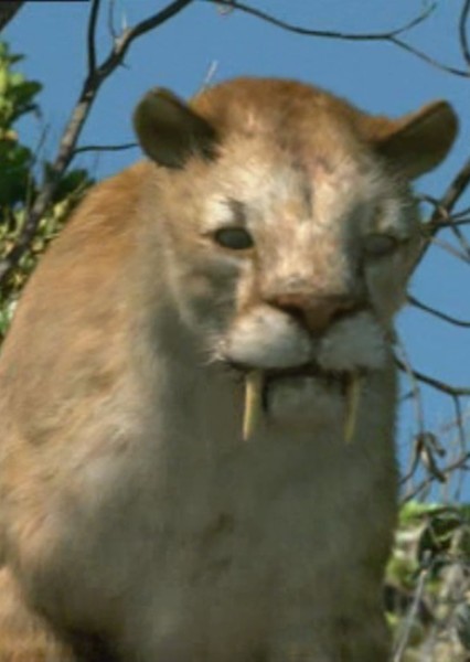 Smilodon photo