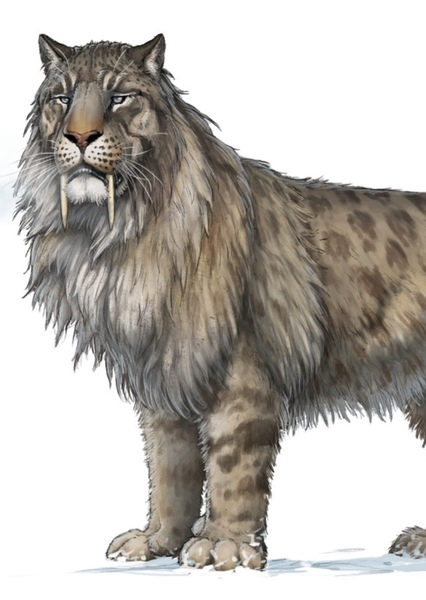 Smilodon photo