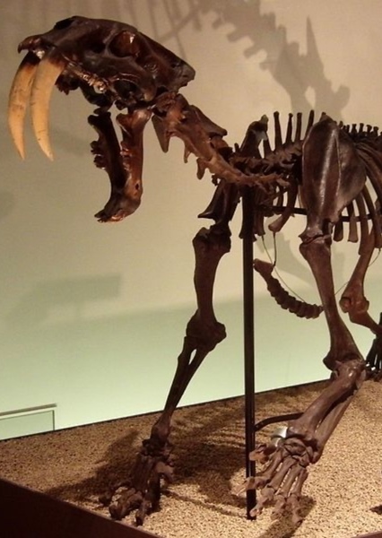 Smilodon photo