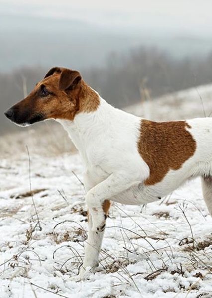 Smooth Fox Terrier