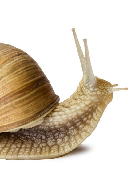 Snail photo