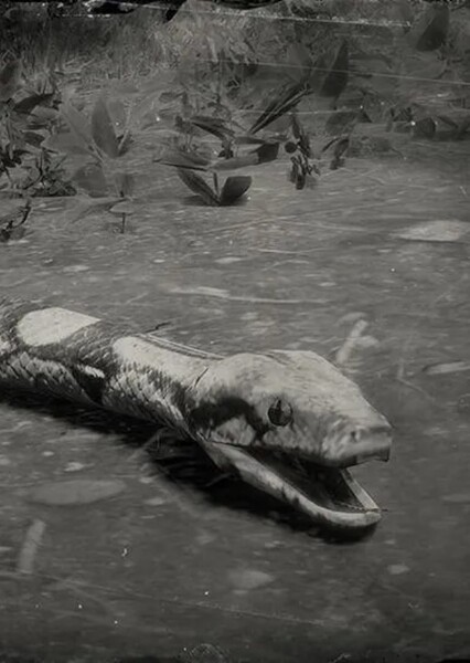 Snake photo