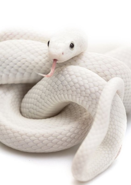 Snake photo