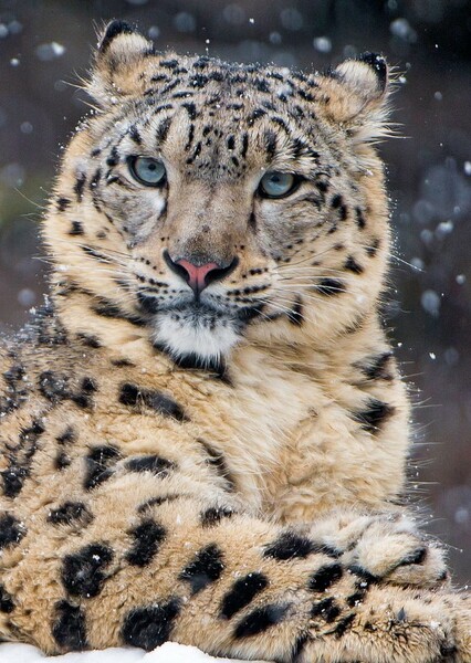 Snow Leopard