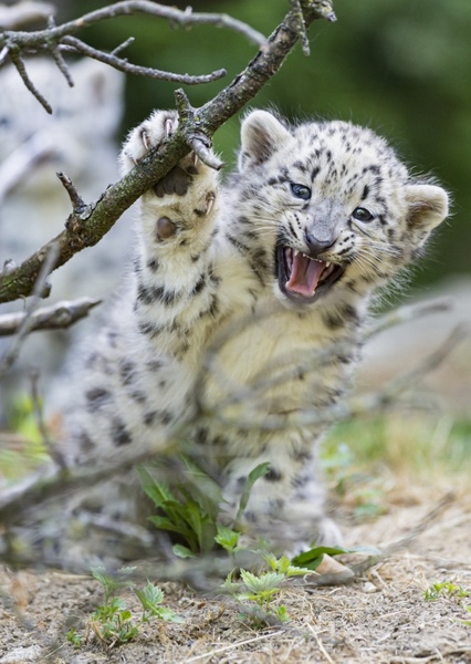 Snow Leopard photo