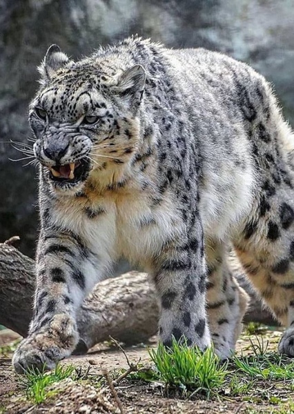 Snow Leopard photo
