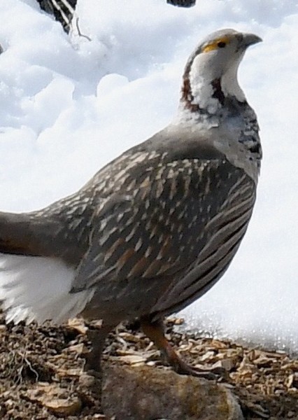 Snowcock