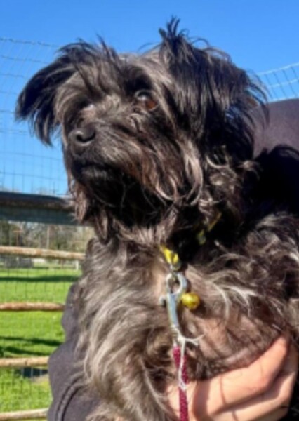 Sophie the cairn terrier