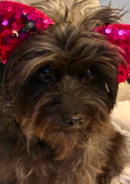 Sophie the cairn terrier