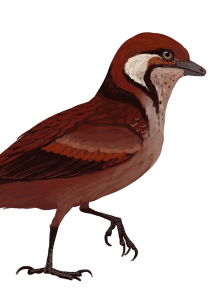 Soroavisaurus