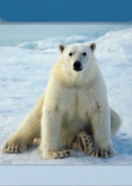 Sound Ideas, ANIMAL, BEAR - SEVERAL GROWLS photo