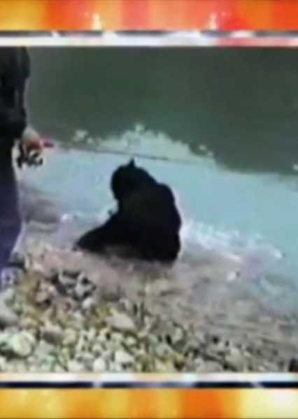Sound Ideas, BEAR - LOUD BELLOW, ANIMAL