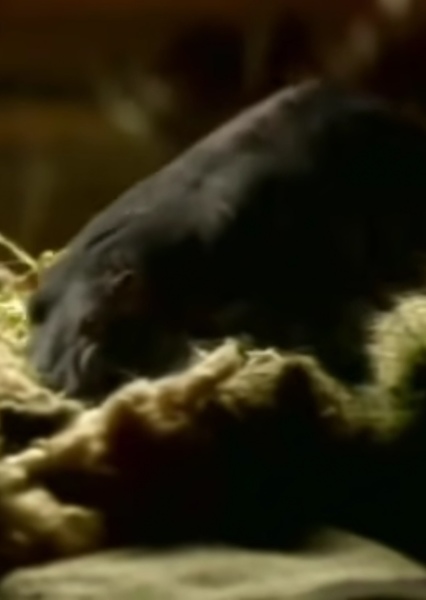 Sound Ideas, BEAR - SAD MOANING, ANIMAL photo