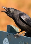 Sound Ideas, BIRD, CROW - COMMON CROW: CALLS, ANIMAL