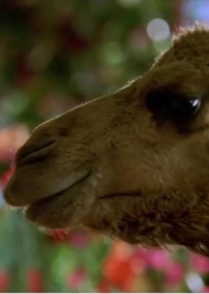Sound Ideas, CAMEL - VOCALIZATIONS, ANIMAL photo