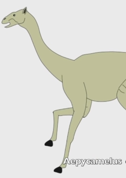 Sound Ideas, CAMEL - VOCALIZATIONS, ANIMAL photo