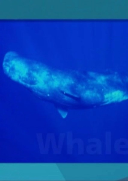 Sound Ideas, WHALE - WHALE SONG, ANIMAL
