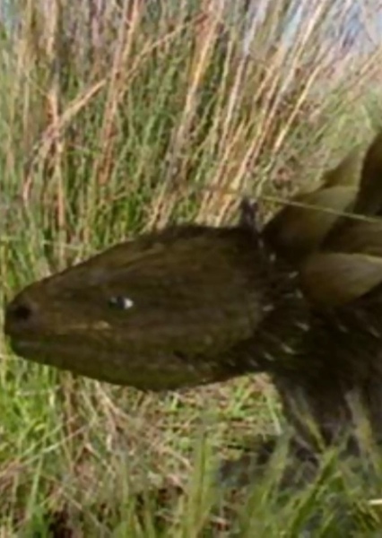 South American Rattleback