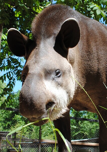 South American Tapir