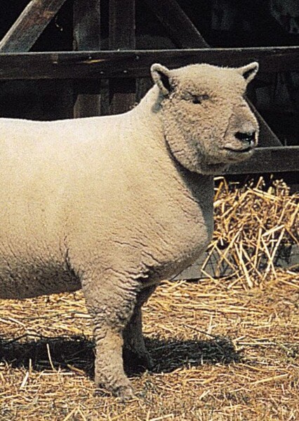 Southdown Sheep