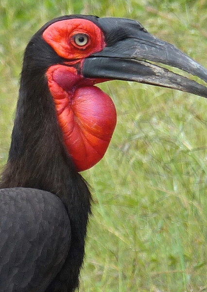 Southern Ground Hornbill