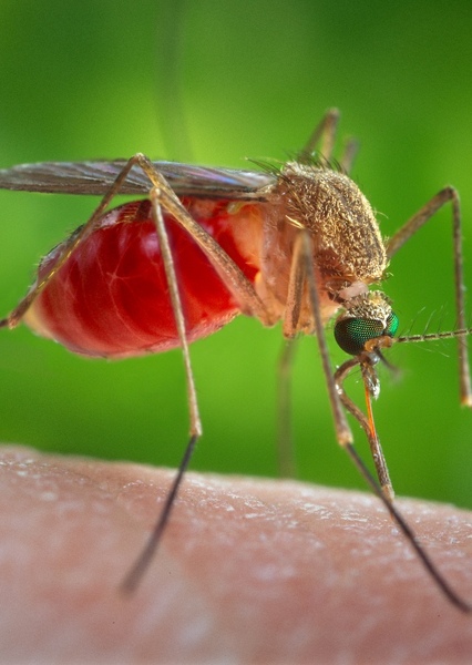 Southern House Mosquito