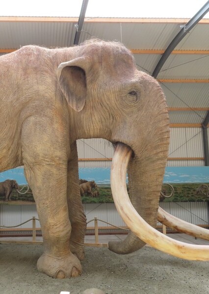 Southern Mammoth