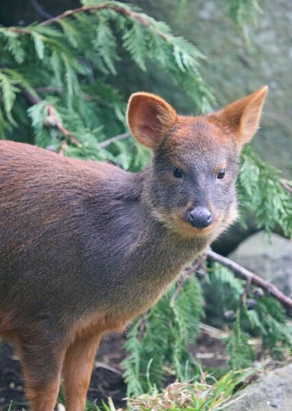 Southern Pudu