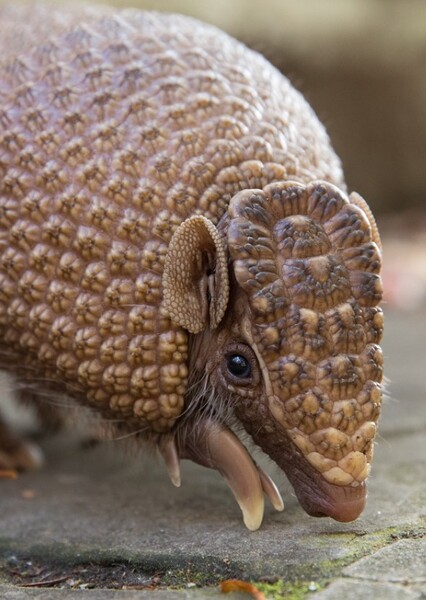 Southern Three-Banded Armadillo