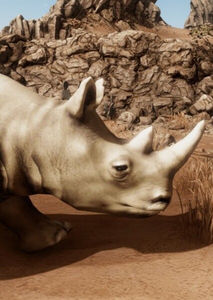 Southern White Rhinoceros