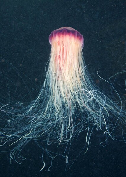 Space Jellyfish